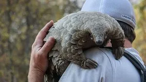 Pangolin: Kulu'nun Yolculuğu | Pangolin: Kulu's Journey 2025